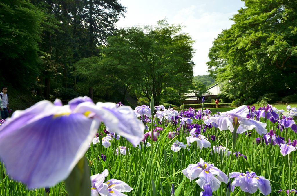 花菖蒲＃3（明月院）