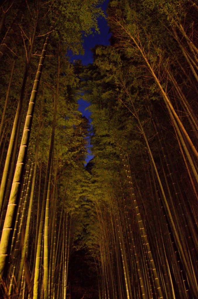 嵐山・花灯路＃１