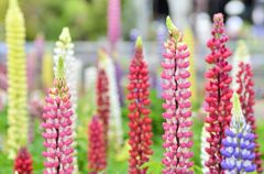 ルピナスいっぱい