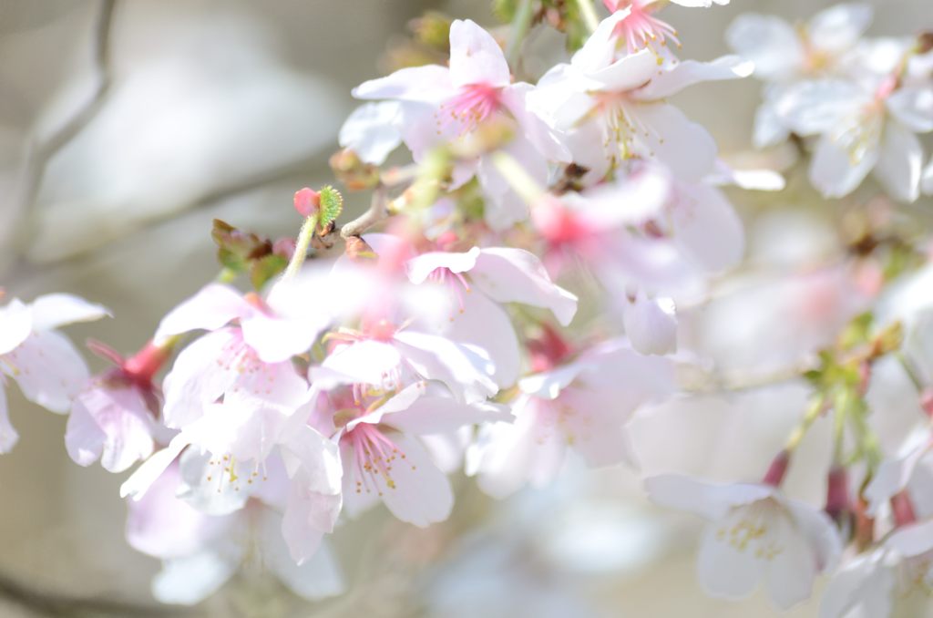 桜ハイキー（円覚寺）