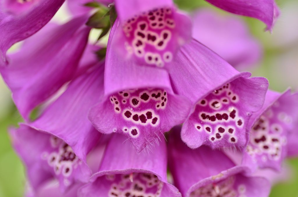 ジキタリス（紫）