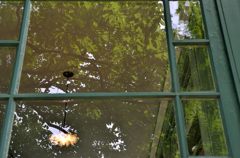 窓ガラスの新緑