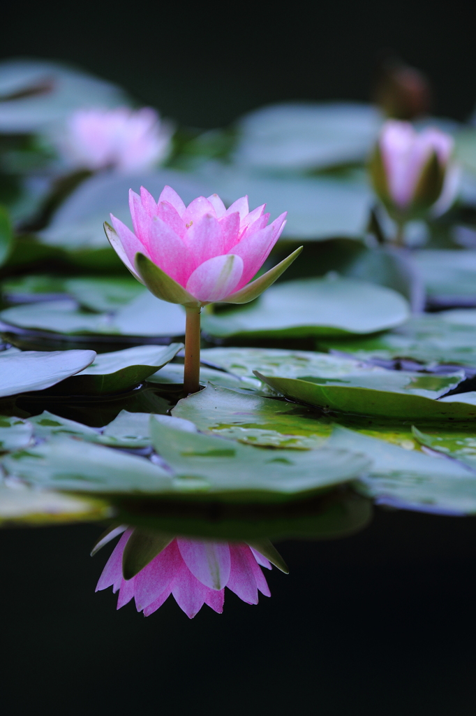 水鏡