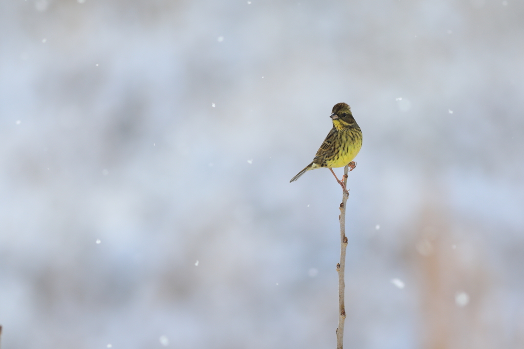 雪でした