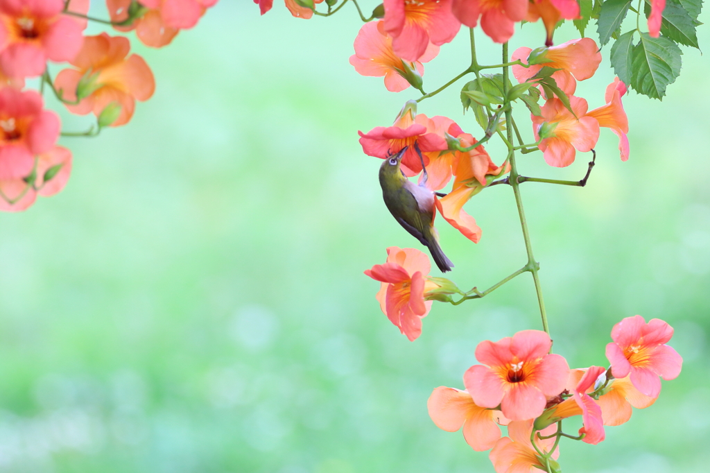 花酔
