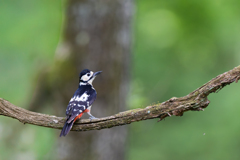 アカゲラ♀