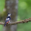 アカゲラ♀