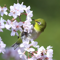 ＬＯＶＥ　ＧＲＥＥＮ