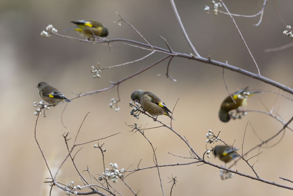 ナンキンハゼの集い