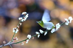 早朝の天使