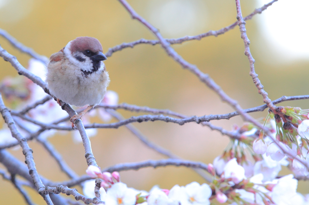 お花見スズメ