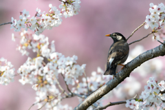 ムックもお花見