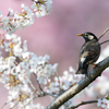 ムックもお花見