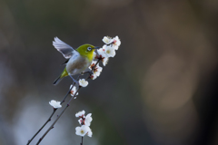 春を呼べ