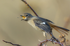 逃がさないわよ！