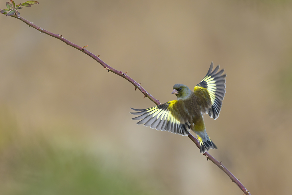 明日への羽ばたき
