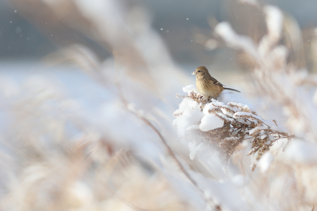 雪もいっしょに♪