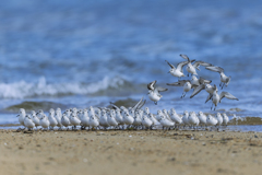 雪だるさん御一行