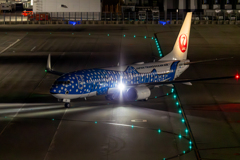夜のジンベエ