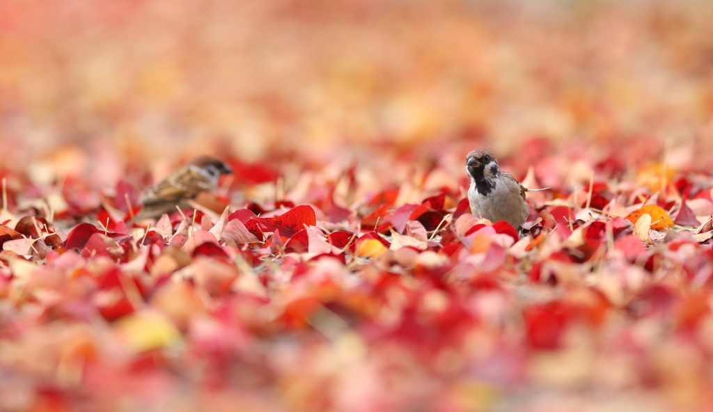 紅雀