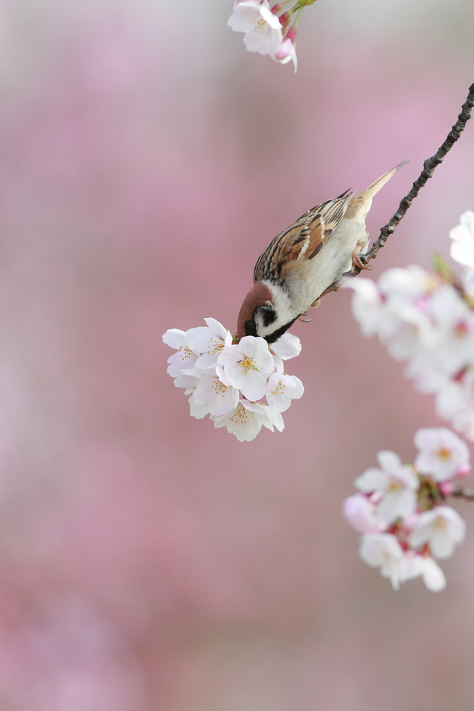 愛しのチェリー