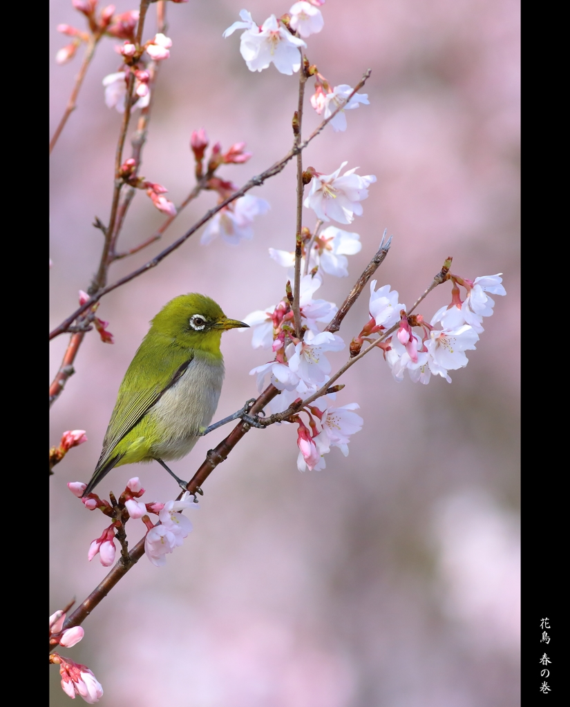 花鳥 春の巻