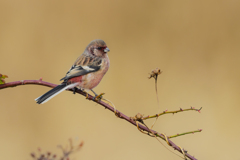 薔薇が咲いた日