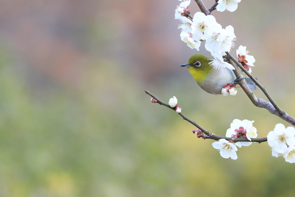 待ちわびた季節