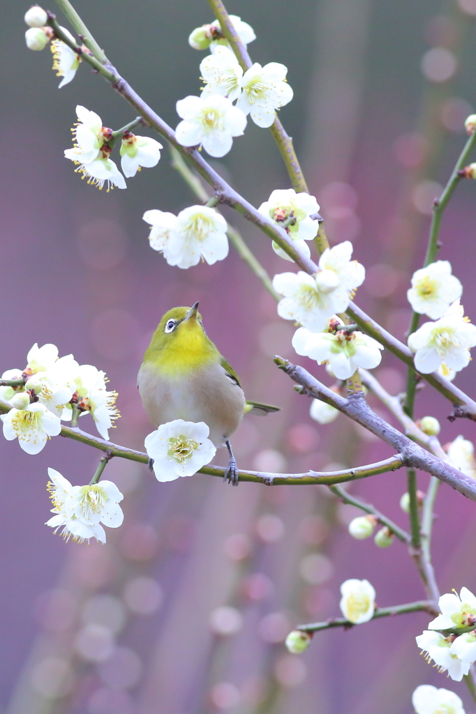 どれにしようかな