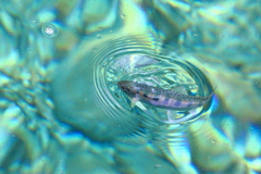 渓流の宝石