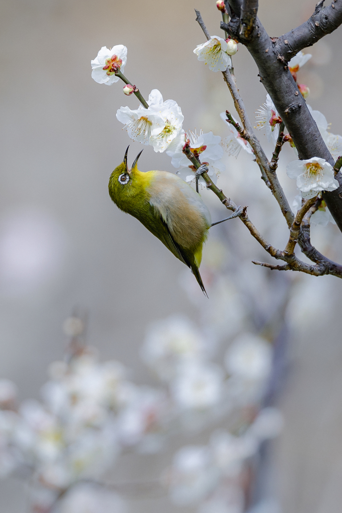 花鳥春図