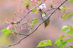 桜がないよ～