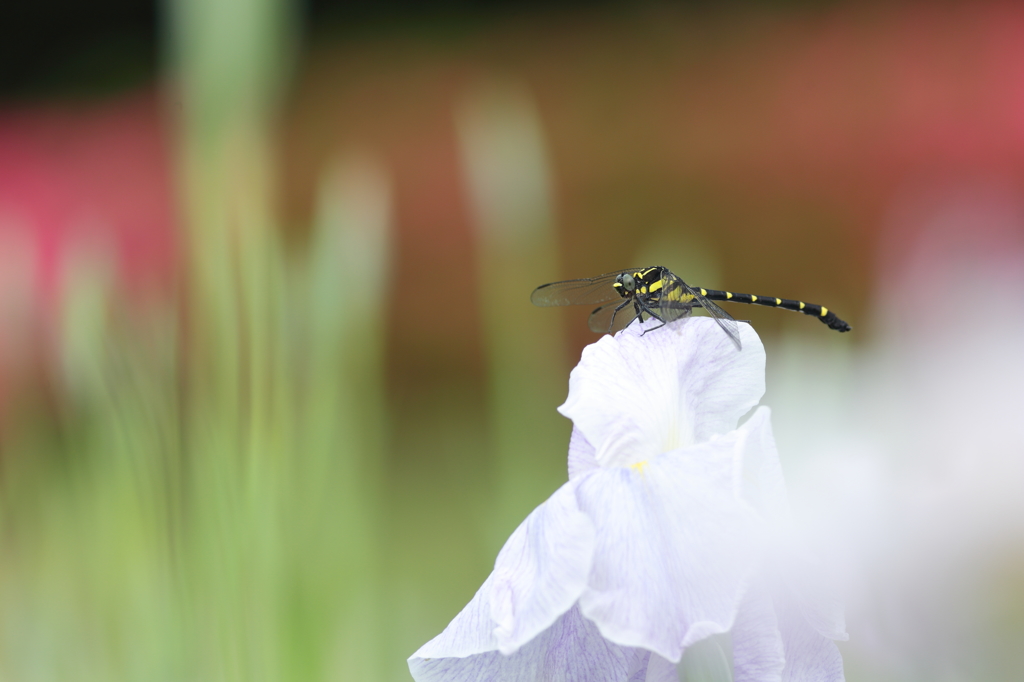 花菖蒲に憩う