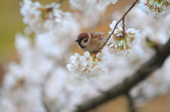 春の指定席