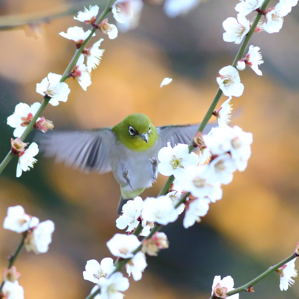 春へタッチダウン！