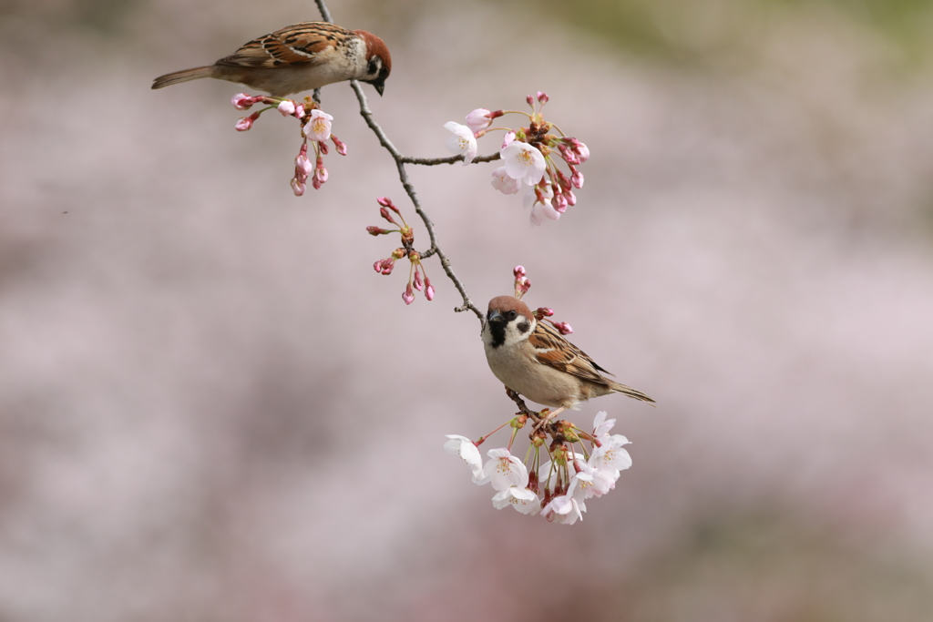 春雀