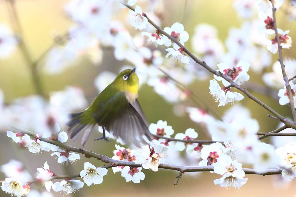 春泳