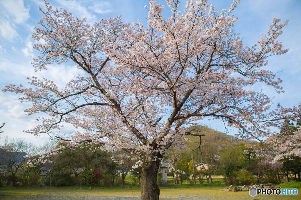 田舎桜