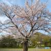 田舎桜