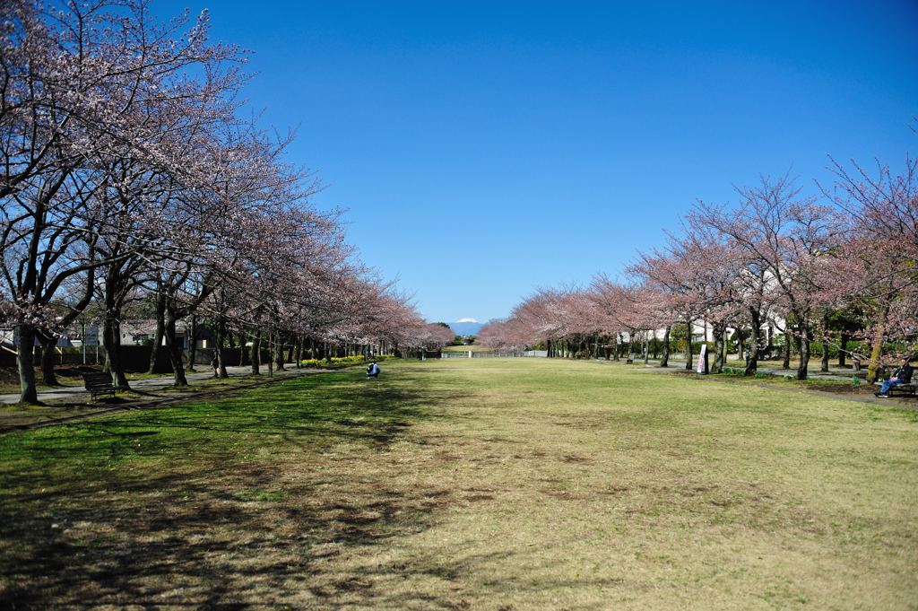富士見桜2