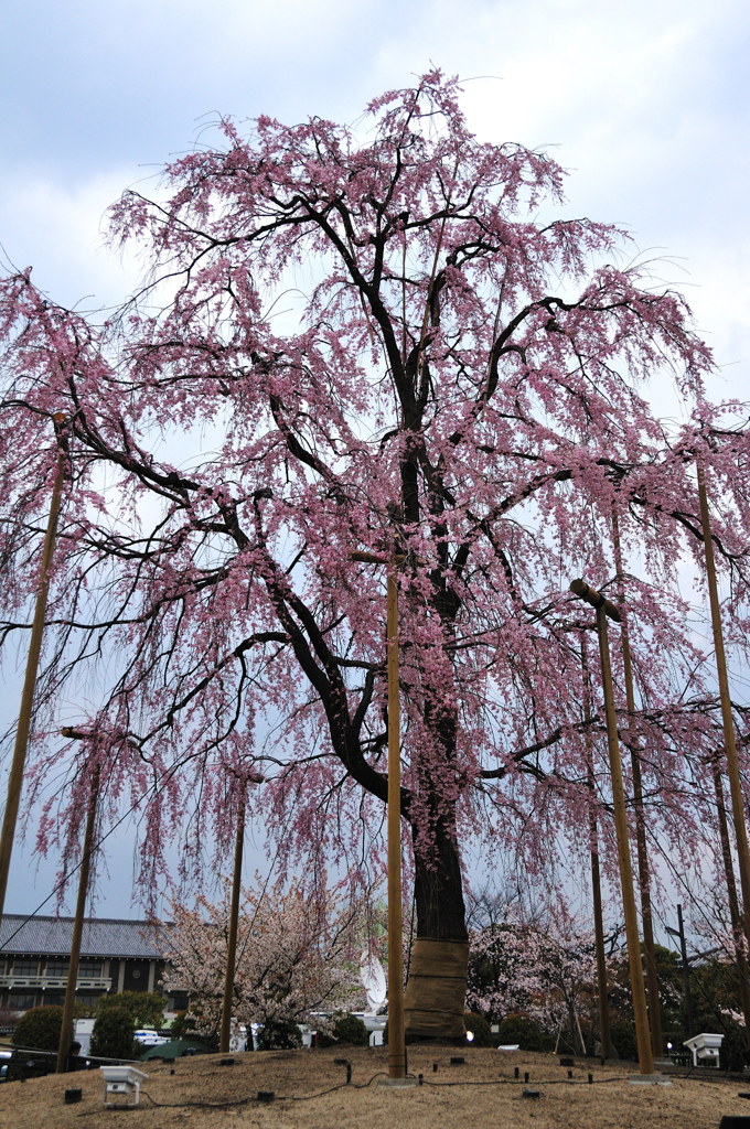 東寺・枝垂れ桜