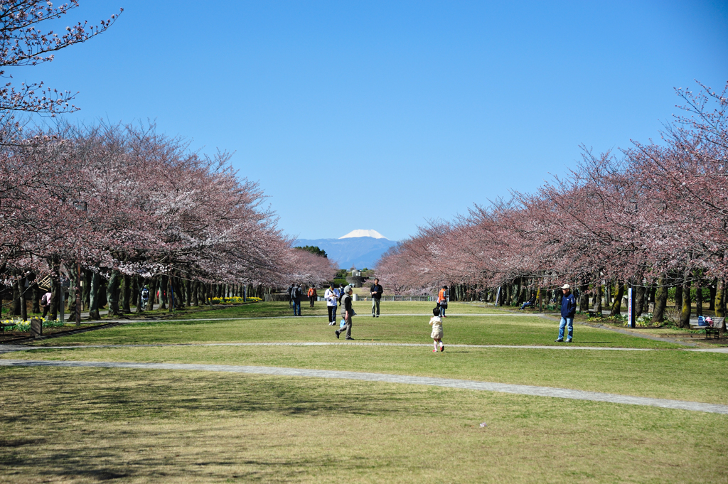富士見桜3