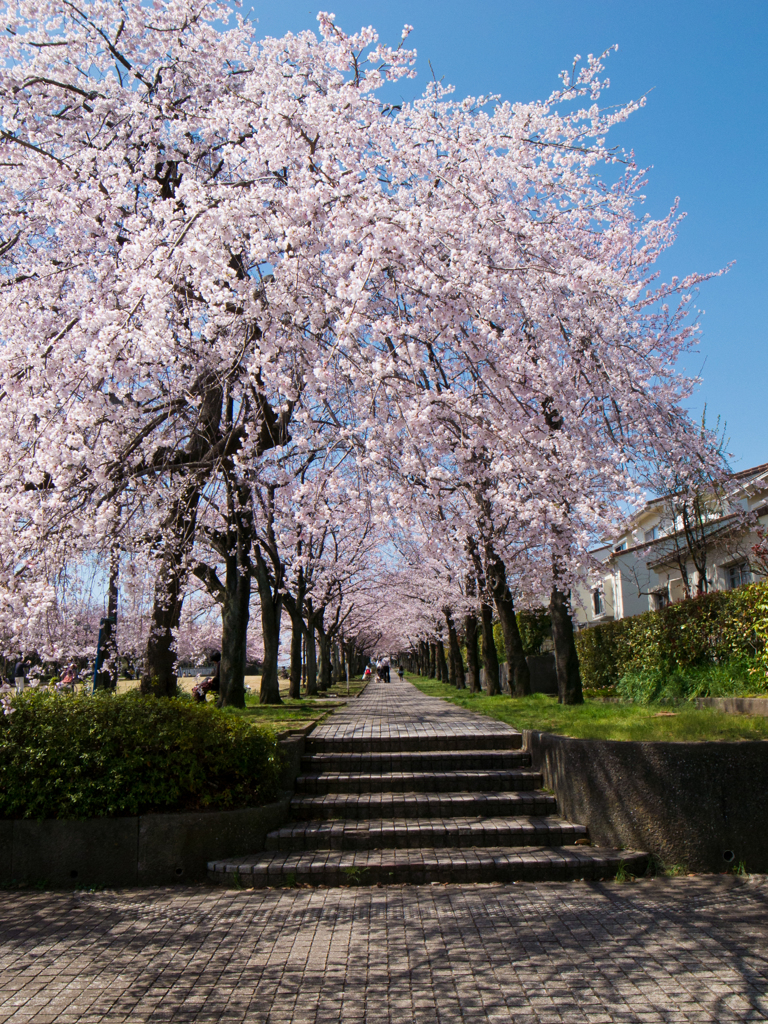 しだれ桜の散歩道