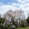枝垂れ桜／曇空2