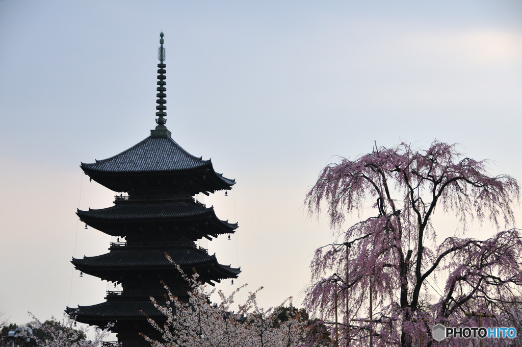 東寺・桜