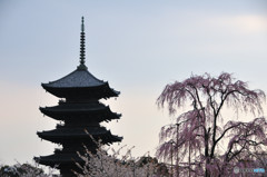 東寺・桜