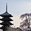 東寺・桜