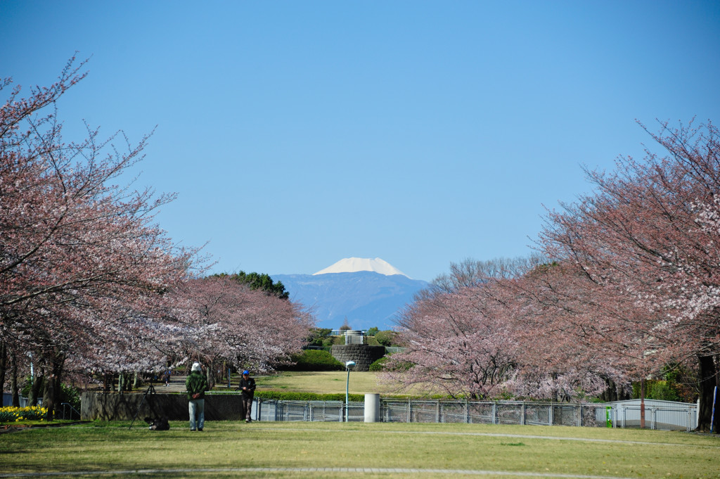 富士見桜