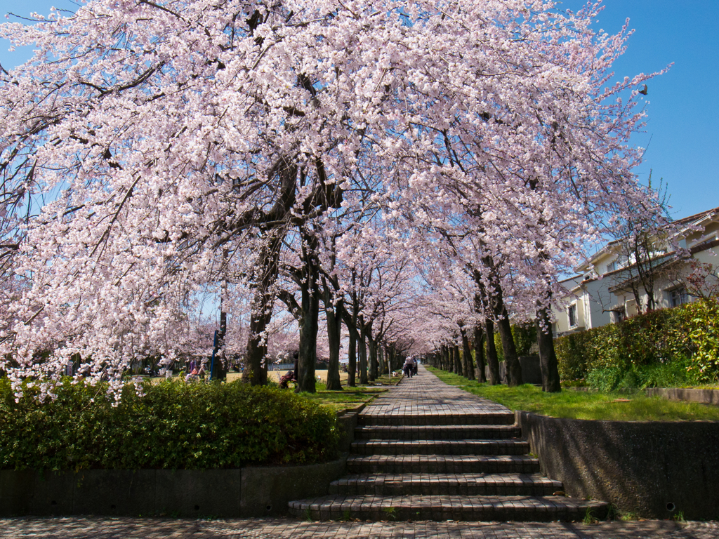 しだれ桜の散歩道
