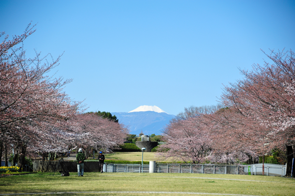 富士見桜1
